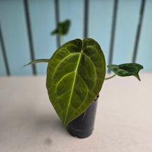 Load image into Gallery viewer, #W18 Anthurium Crystallinum Hope x Velvet Hybrid Round Form