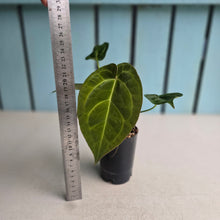 Load image into Gallery viewer, #W18 Anthurium Crystallinum Hope x Velvet Hybrid Round Form