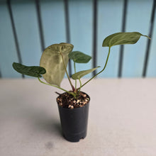 Load image into Gallery viewer, #W18 Anthurium Crystallinum Hope x Velvet Hybrid Round Form