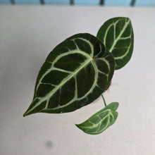 Load image into Gallery viewer, #H10 Anthurium Crystallinum Hope x Velvet Hybrid Round Form