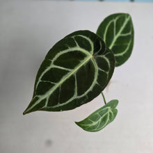 Load image into Gallery viewer, #H10 Anthurium Crystallinum Hope x Velvet Hybrid Round Form