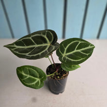 Load image into Gallery viewer, #H10 Anthurium Crystallinum Hope x Velvet Hybrid Round Form