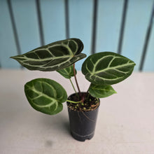 Load image into Gallery viewer, #H10 Anthurium Crystallinum Hope x Velvet Hybrid Round Form