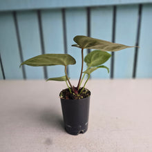 Load image into Gallery viewer, #H10 Anthurium Crystallinum Hope x Velvet Hybrid Round Form