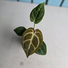 Load image into Gallery viewer, #B116 Anthurium Crystallinum x NOID