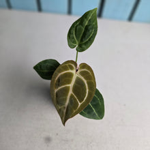 Load image into Gallery viewer, #B116 Anthurium Crystallinum x NOID