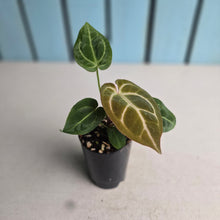 Load image into Gallery viewer, #B116 Anthurium Crystallinum x NOID