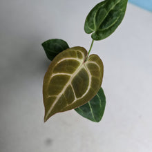 Load image into Gallery viewer, #B116 Anthurium Crystallinum x NOID