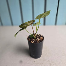Load image into Gallery viewer, #B116 Anthurium Crystallinum x NOID