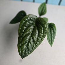 Load image into Gallery viewer, #B72 Anthurium Luxurians x Radicans