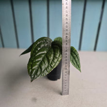 Load image into Gallery viewer, #B72 Anthurium Luxurians x Radicans