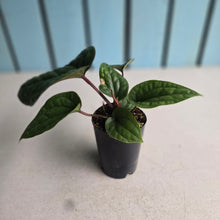 Load image into Gallery viewer, #B72 Anthurium Luxurians x Radicans
