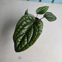 Load image into Gallery viewer, #22 Anthurium Luxurians x Radicans
