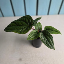 Load image into Gallery viewer, #22 Anthurium Luxurians x Radicans