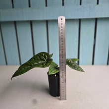 Load image into Gallery viewer, #22 Anthurium Luxurians x Radicans