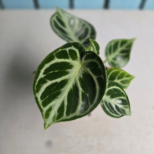 Load image into Gallery viewer, #H107 Anthurium Dorayaki