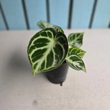 Load image into Gallery viewer, #H107 Anthurium Dorayaki