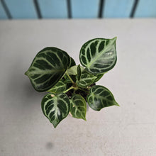 Load image into Gallery viewer, #H107 Anthurium Dorayaki