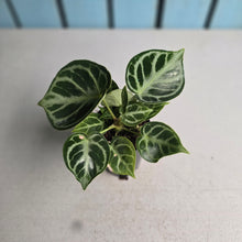 Load image into Gallery viewer, #H107 Anthurium Dorayaki