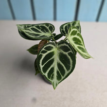 Load image into Gallery viewer, #N23 Anthurium Dorayaki
