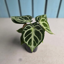 Load image into Gallery viewer, #N23 Anthurium Dorayaki