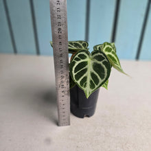 Load image into Gallery viewer, #N23 Anthurium Dorayaki