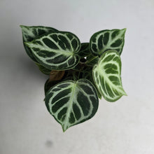 Load image into Gallery viewer, #N23 Anthurium Dorayaki