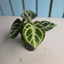 Load image into Gallery viewer, #N23 Anthurium Dorayaki