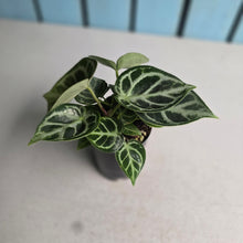 Load image into Gallery viewer, #N23 Anthurium Dorayaki