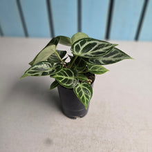 Load image into Gallery viewer, #N23 Anthurium Dorayaki