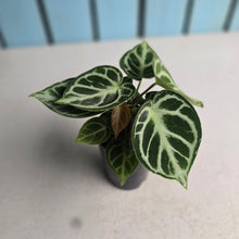 Load image into Gallery viewer, #N23 Anthurium Dorayaki