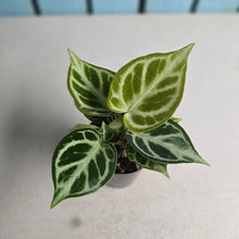 Load image into Gallery viewer, #138 Anthurium Dorayaki