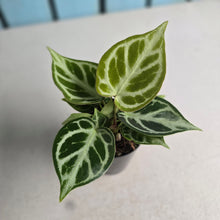 Load image into Gallery viewer, #138 Anthurium Dorayaki