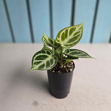 Load image into Gallery viewer, #138 Anthurium Dorayaki