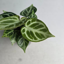 Load image into Gallery viewer, #138 Anthurium Dorayaki