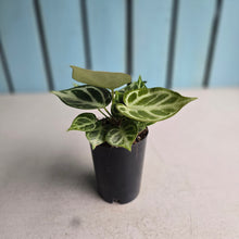 Load image into Gallery viewer, #138 Anthurium Dorayaki