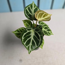 Load image into Gallery viewer, #G27 Anthurium Dorayaki