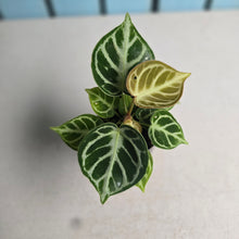 Load image into Gallery viewer, #G27 Anthurium Dorayaki