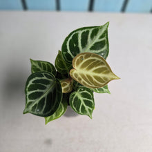 Load image into Gallery viewer, #G27 Anthurium Dorayaki