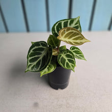 Load image into Gallery viewer, #G27 Anthurium Dorayaki