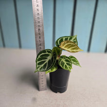 Load image into Gallery viewer, #G27 Anthurium Dorayaki