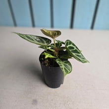 Load image into Gallery viewer, #G27 Anthurium Dorayaki