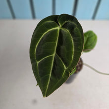 Load image into Gallery viewer, #W29 Anthurium Crystallinum Hope x Velvet Hybrid Round Form