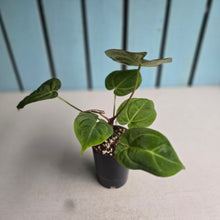 Load image into Gallery viewer, #W29 Anthurium Crystallinum Hope x Velvet Hybrid Round Form