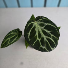 Load image into Gallery viewer, #B87 Anthurium Crystallinum x