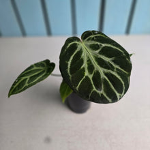 Load image into Gallery viewer, #B87 Anthurium Crystallinum x