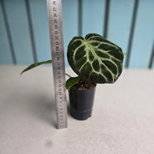 Load image into Gallery viewer, #B87 Anthurium Crystallinum x