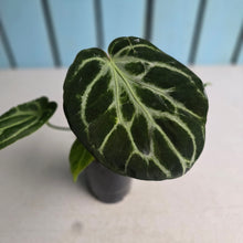 Load image into Gallery viewer, #B87 Anthurium Crystallinum x
