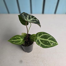 Load image into Gallery viewer, #B87 Anthurium Crystallinum x