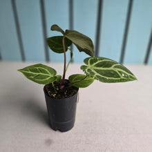 Load image into Gallery viewer, #B87 Anthurium Crystallinum x